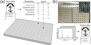 Researchers store, retrieve data in sugar-based metabolomes