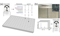 Researchers store, retrieve data in sugar-based metabolomes